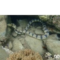 گونه مار دریایی خلیج فارس Persian Gulf Sea Snake 